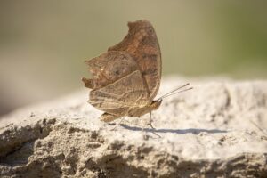 body wash without sodium laureth sulfate