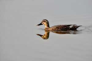 colleen hoover it ends with us books in order