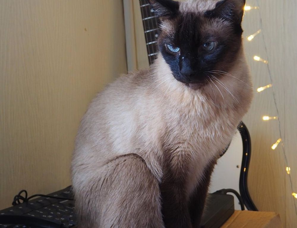 how is tuzialadu hotel management