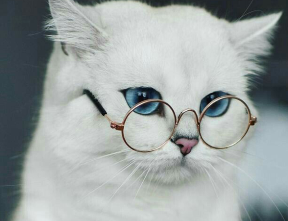 what are higossis brush made of