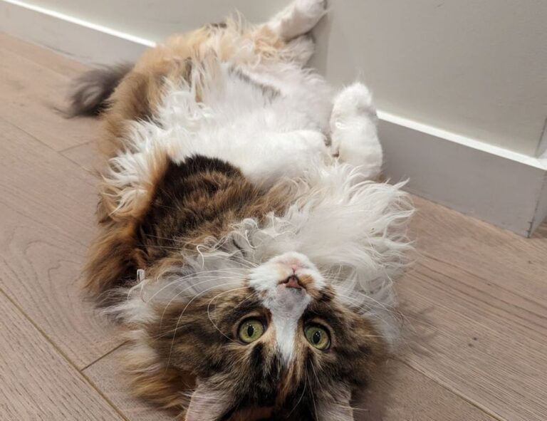 what is a game rogrand525 launcher pc