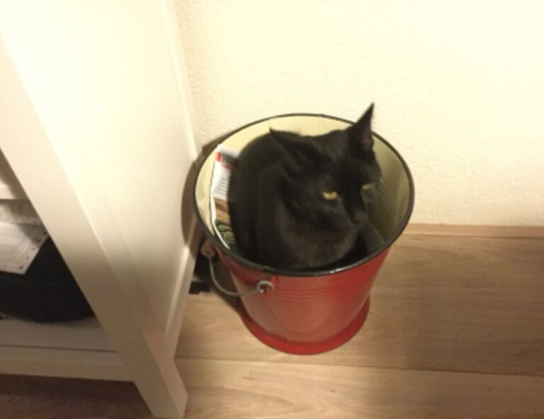 1441 significado amor