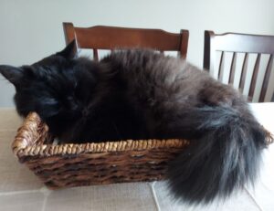 cast of do you love me, captain?