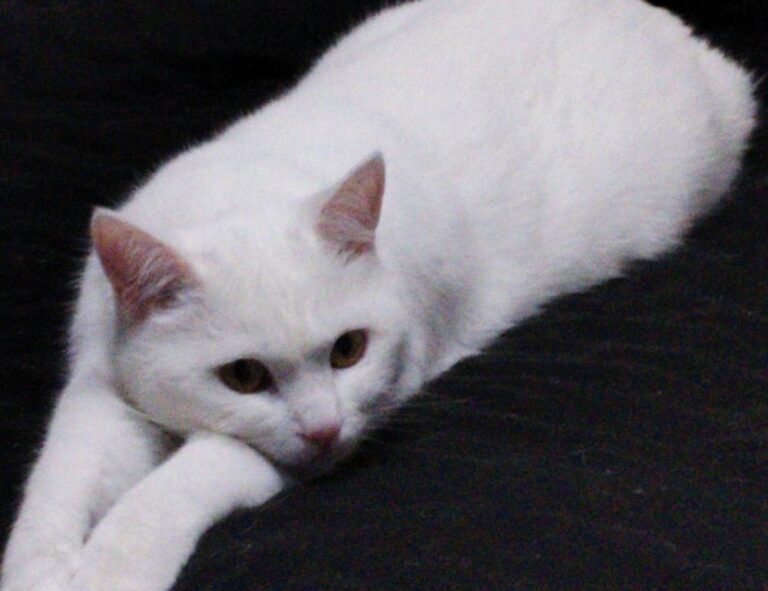 continente vila nova de milfontes