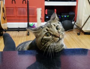 laura dijkema bikini