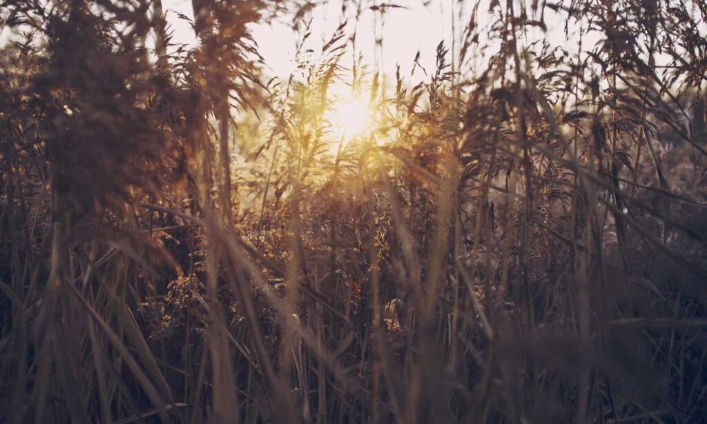 loki temporada 2 cuevana