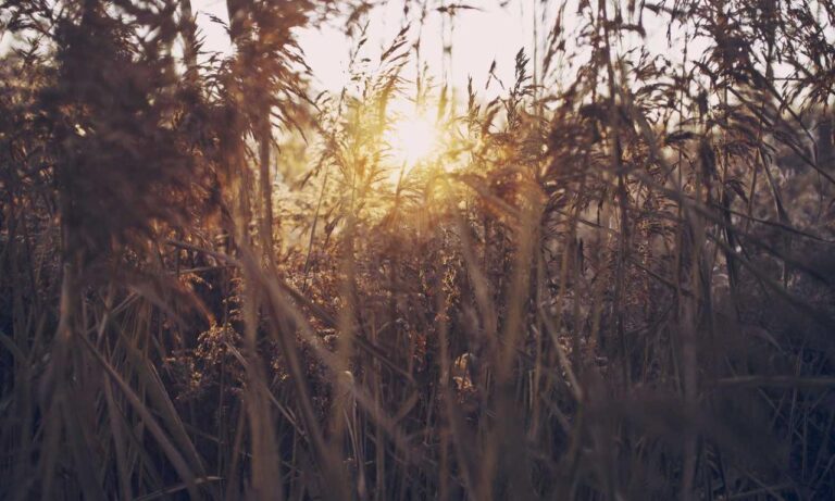 loki temporada 2 cuevana