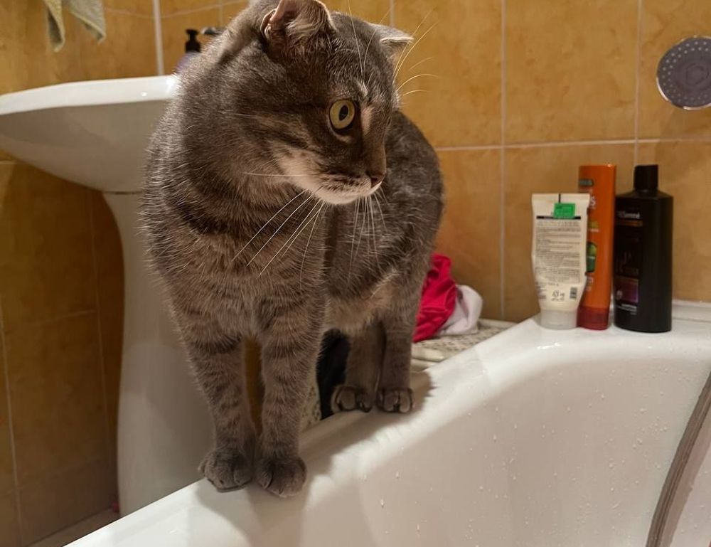 nivel 59 de 4 fotos 1 palabra